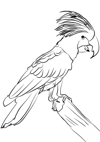 Palm Cockatoo Coloring Page